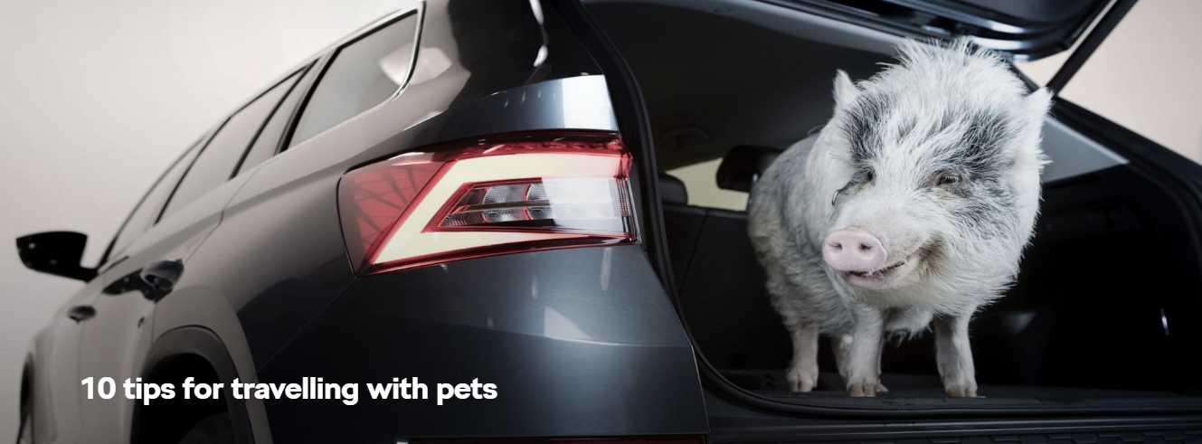 10 tips for travelling with pets
