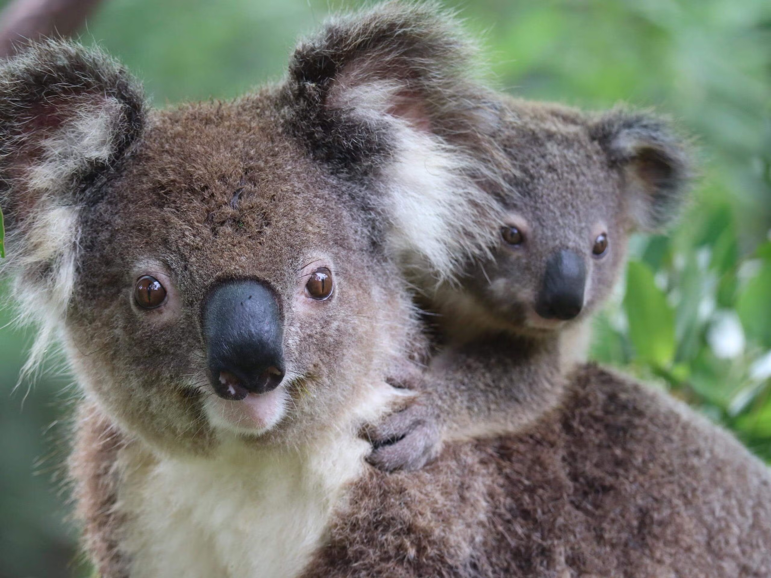 Chery Partners With Koala Conservation Australia To Protect Native Wildlife